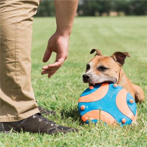 Whistle Flight Outdoor Dog Toy, Orange and Blue - Picture 2 of 5